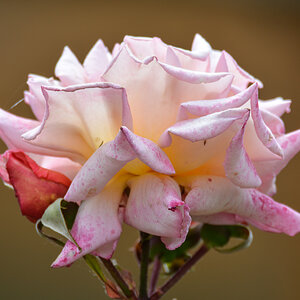 Rose 1773