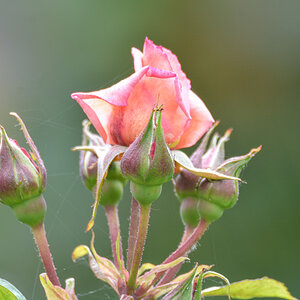 Rose 1774