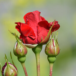 Rose 1819