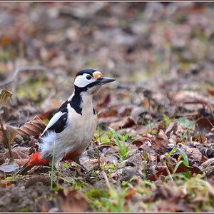 DSC 3507 Specht