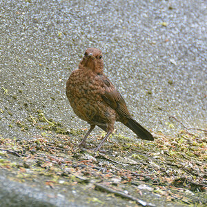 Amsel Jungvogel 946