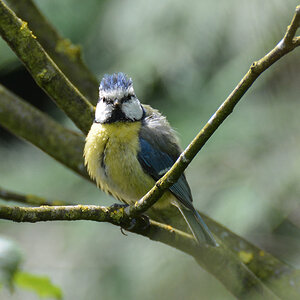 Blaumeise Jungvogel 960