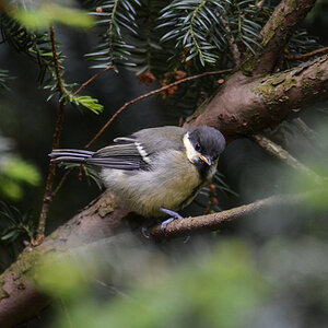 Kohlmeise Jungvogel 908