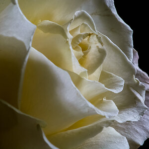 weiße Rose