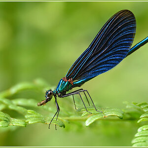 DSC 5635 Blauflügel 1000 R