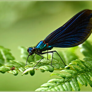 DSC 5638 Blauflügel 1000 R