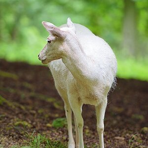 Rückblick - Wo bleiben die Dunklen?
