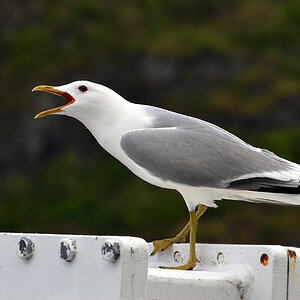 DSC 5976 Möve
