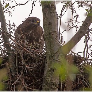 D71 6522 Bussard im Nest II  KL Moor  5 2015