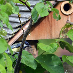 DSC 5126 Nest
