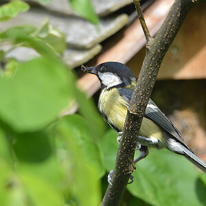 DSC 5139 Nest