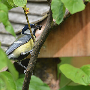 DSC 5141 Nest