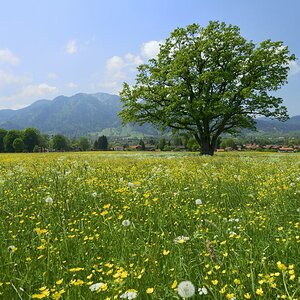 Bergwiese im Mai