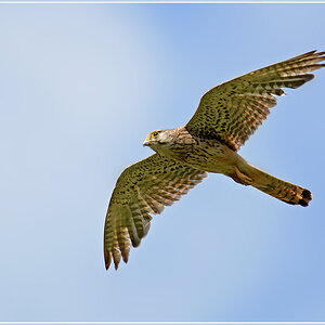 DSC 6086 Turmfalke 1000 R