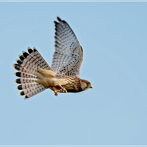 DSC 6103 Turmfalke 1000 R