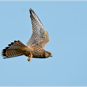 DSC 6104 Falke 1000 R