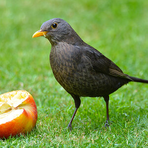 Amsel 911