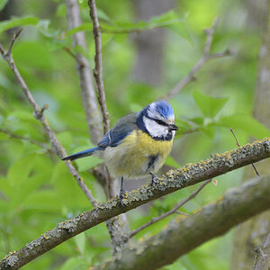 Blaumeise 270