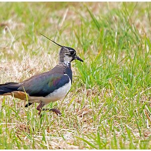 D71 9645 Kiebitz Altvogel