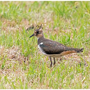 D71 9615 Kiebitz Jungvogel I