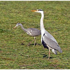 D71 8352 Reiher mit Nachwuchs II