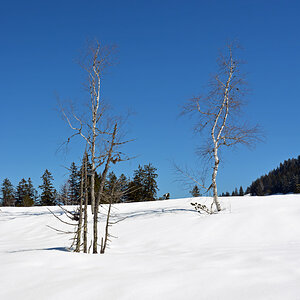 letzer Schnee im Allgäu auf dem Imberg