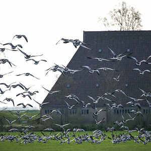 friesland 1