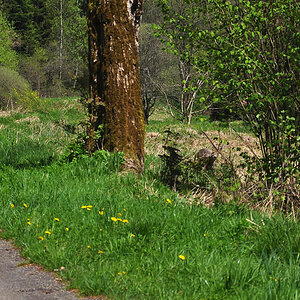 DSC 3903 Reh