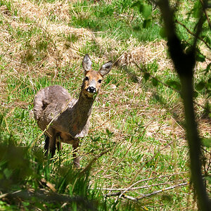 DSC 3907 Reh