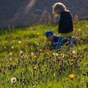 friesland 2