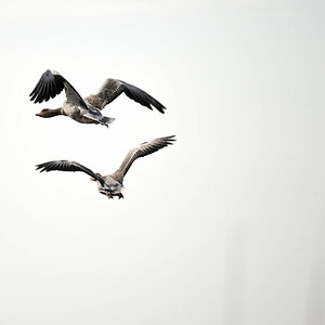 friesland 3