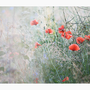110900blumenrb
