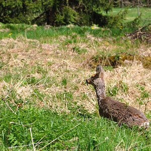 DSC 3910 Reh