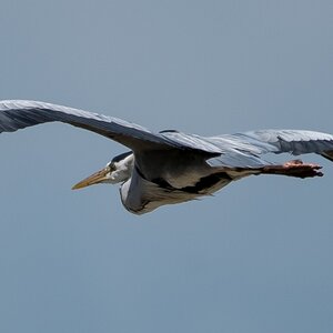 Vogel01