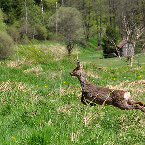DSC 3911 Reh