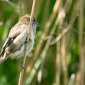 Spatz01