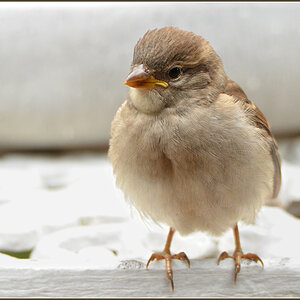 DSC 5213 Jungspatz