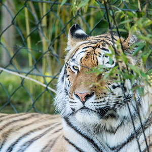 Tiger01