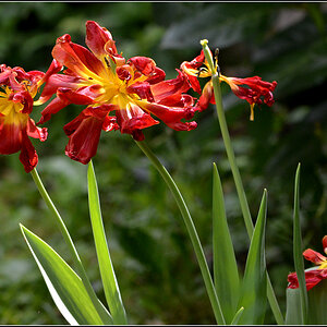 DSC 5165 Tulpen verblüht