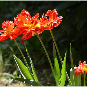 DSC 5146 Tulpe