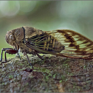 Costa Rica 0474