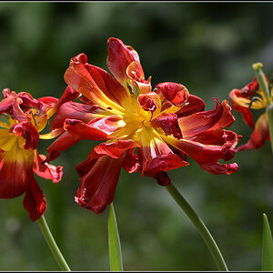 DSC 5168 Tulpen