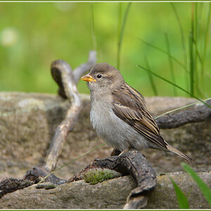 DSC 5233 Spatz