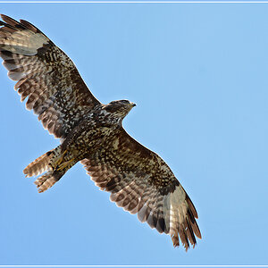 DSC 5681 Bussard 1000 R