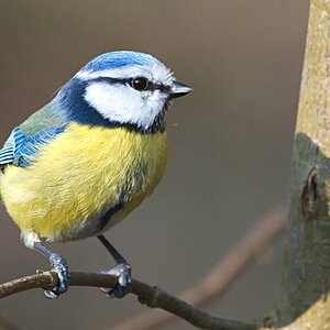 Blaumeise Querformat