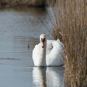 friesland 5