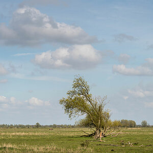 friesland 6