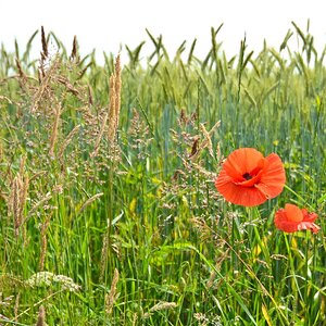 Mohn