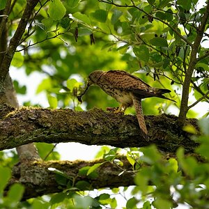 comp DSC 4079 bearbeitet