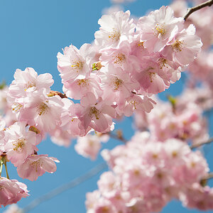 Kirschblüte
